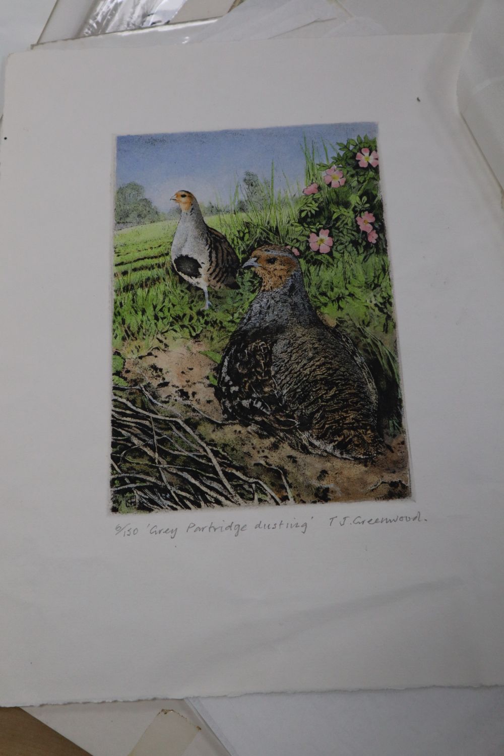 Timothy Greenwood (1946-2010), a folio of assorted etchings, all wildlife studies, together with a watercolour of a field mouse, 26 x 2